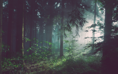 Fairytales…and Creating a New Path