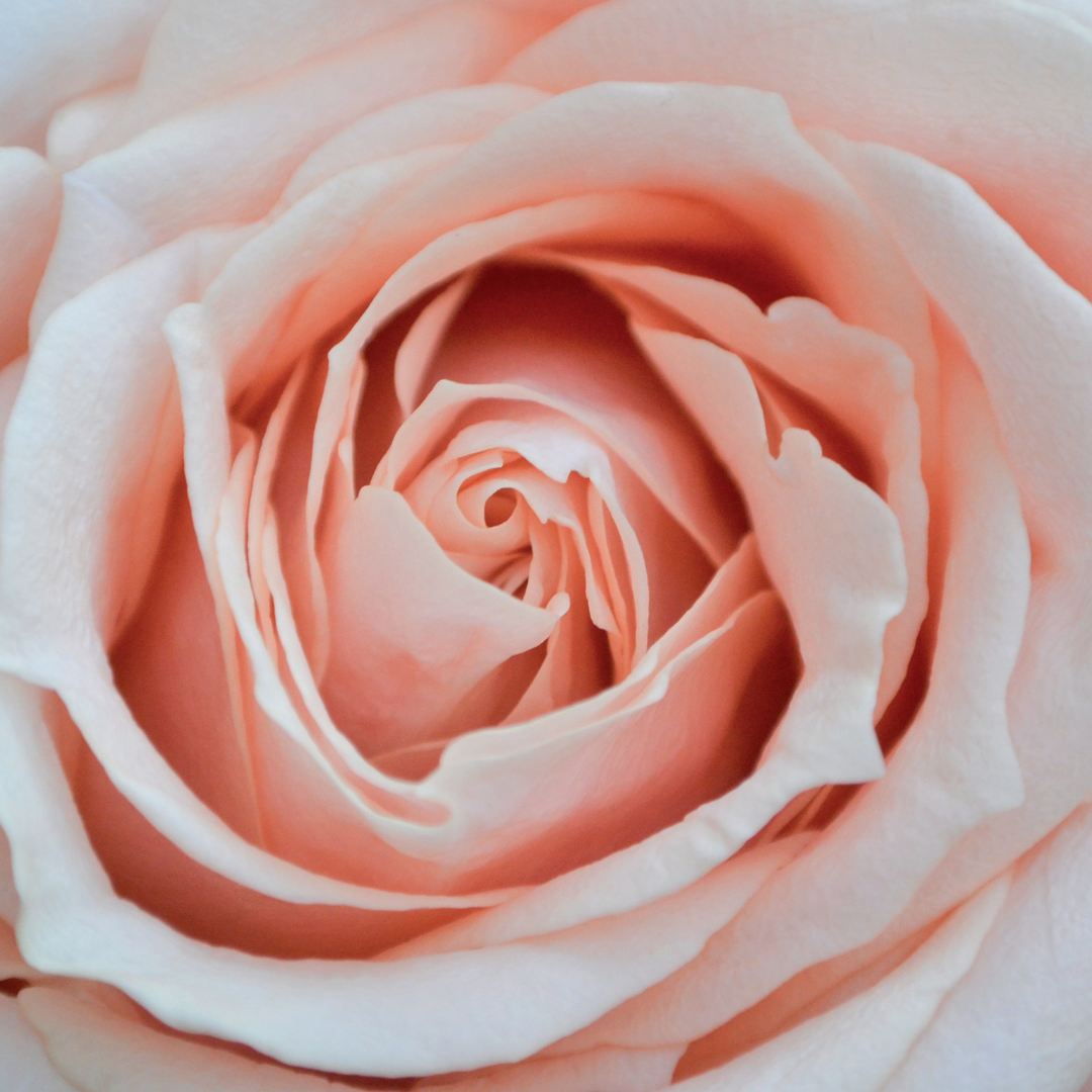 Cosmology of the Rose - square images(1) Image of the rose as a spiral pattern