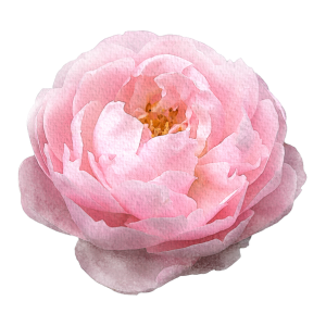 pink rose image